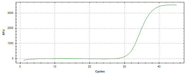 Amplification of cDNA generated from universal RNA.