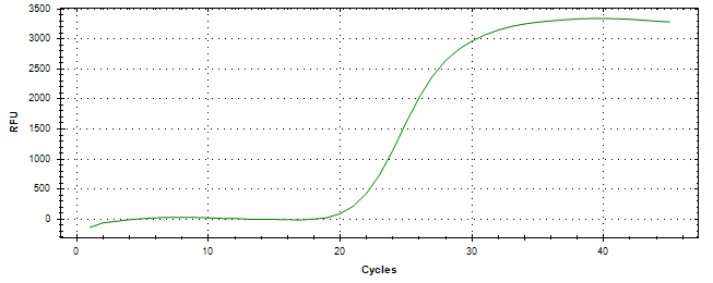 Amplification of cDNA generated from universal RNA.