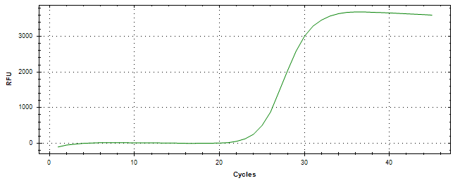 Amplification of cDNA generated from universal RNA.