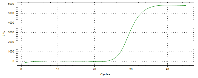 Amplification of cDNA generated from universal RNA.