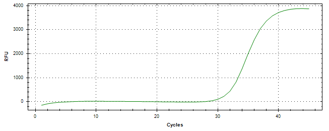 Amplification of cDNA generated from universal RNA.