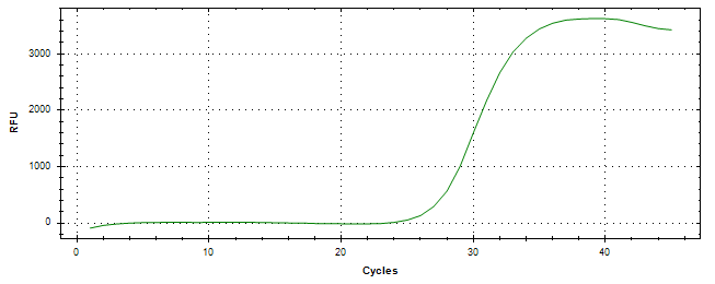 Amplification of cDNA generated from universal RNA.