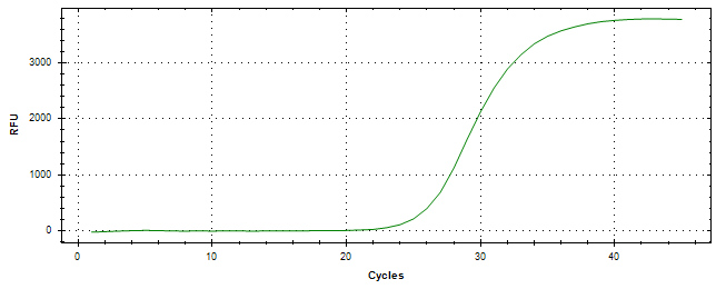 Amplification of cDNA generated from universal RNA.