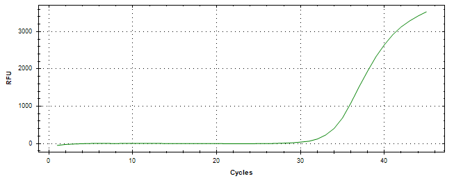 Amplification of cDNA generated from universal RNA.