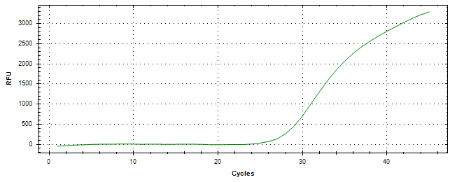 Amplification of cDNA generated from universal RNA.