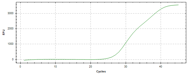 Amplification of cDNA generated from universal RNA.