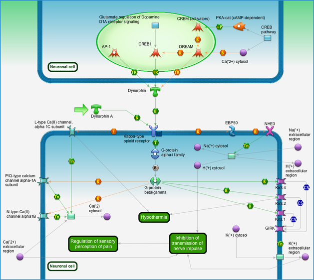 motor Imaginación Cantina Neurophysiological process - Kappa-type opioid receptor in transmission of  nerve impulses Pathway Map - PrimePCR | Life Science | Bio-Rad