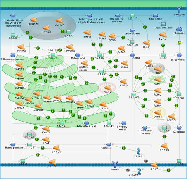 Pathway Map - PrimePCR Life Science Bio-Rad