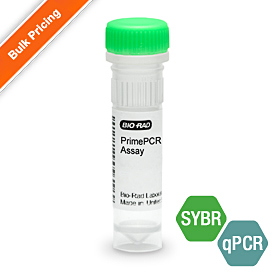 PrimePCR Primer Assays for Real-Time PCR oligo primer pair tube for SYBR Green gene expression