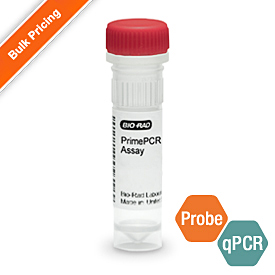 PrimePCR Primer Assays for Real-Time PCR oligo primer pair tube for SYBR Green gene expression.