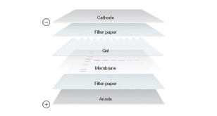 mitrocellulose membranes-pvdf membranes-low-fluorescence membranes