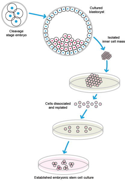 Cultivation of embryonic stem cells.