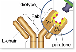 Anti-Idiotypic Antibodies